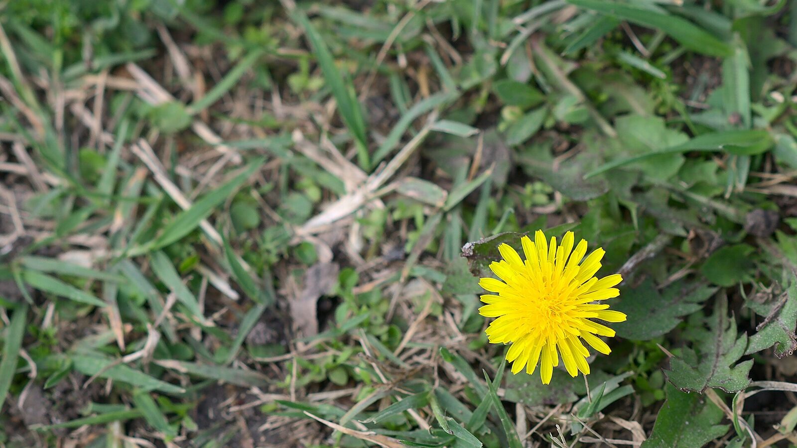 Taraxacum officinale, dandelion in Mar Chiquita, Argentina